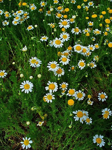Roman Chamomile Flowers from Chamomile Plant