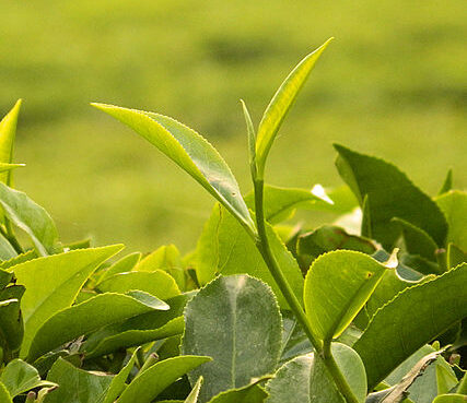 The Leaves of Tea Plant CAMELIA SINENSIS