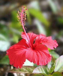 A Hibiscus Flower often used as Herbs that benefit Health and Body for Weight Loss.