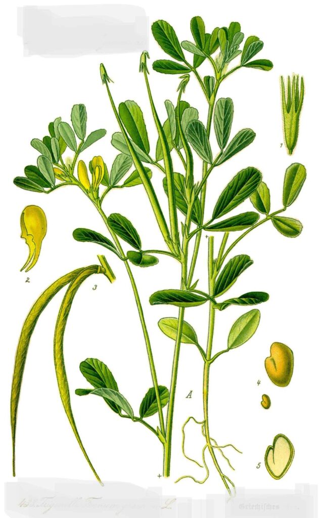 A Fenugreek Plant the source of Fenugreek Seeds used as herbs for intake as food for Health Benefit