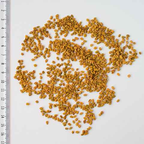 Fenugreek Seeds as Food Herb obtained from Fenugreek Plant