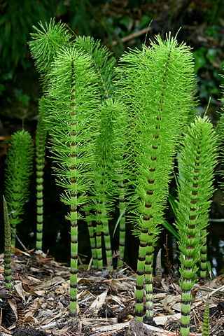 The only living genus of Horsetail called Equisetum. Horsetail often used as Top Anti-Ageing Herbs to slowdown Your Body Ageing.and Treat or Maintain Your Skin.