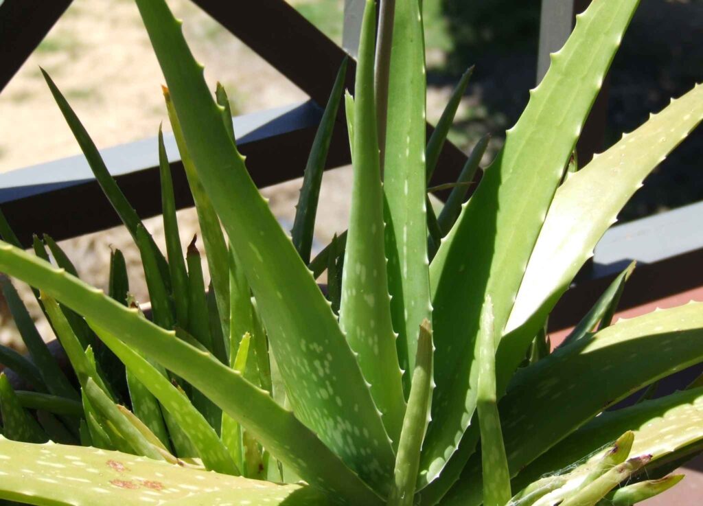 Aloe Vera named Spotted forms chinensis medicine beauty treatment thorn green gel hair drink eat lotion cream