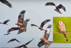The Current Avian Bird Flu - Understanding its Spread.. A group of Kestrel birds in flight. Avian Bird Flu - Impact, Prevention, and History.