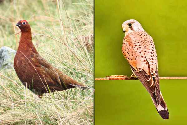 Two birds - Red Grouse and Kestrel. Avian Bird Flu - Species Impact and Response. Studying the effects of Avian Bird Flu on different bird types that are affected by the ongoing Avian Bird Flu.