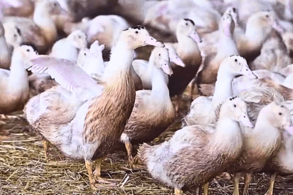 Healthy birds in a protected poultry farm amid the Bird Flu concern.