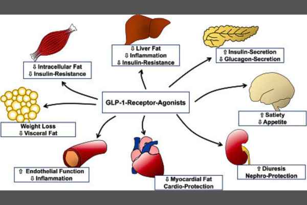 Understanding how Weight Loss drugs like GLP-1 receptor Agonists work. Diagram of GLP-1 receptor Agonists - mechanism of action