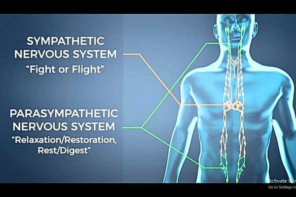 Autonomic Nervous System (ANS) diagram, highlighting Sympathetic (fight/flight) and ParaSympathetic (Relaxation/Digest) branches, crucial in understanding PTSD.