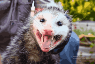 Possum with open mouth, exploring the question: Do Possums have Rabies?
