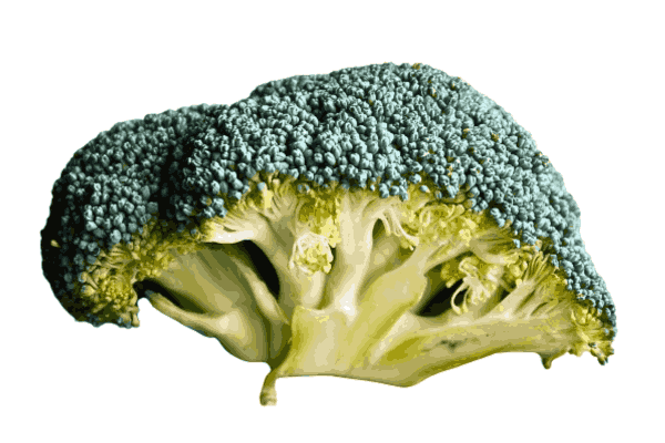 Fresh Broccoli Florets, a true low carb superfood in Low Carb Vegetables Category
