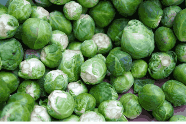 Brussels Sprouts, offering tasty cruciferous goodness as low carb vegetables
