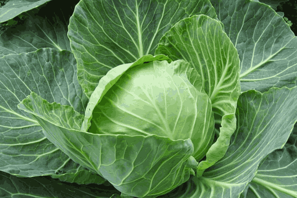 Cabbage, offering impressive health benefits as a low carb vegetables food