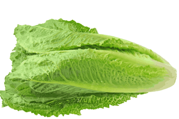 Fresh Lettuce Leaves, a low carb champion amongst Low Carb Vegetables