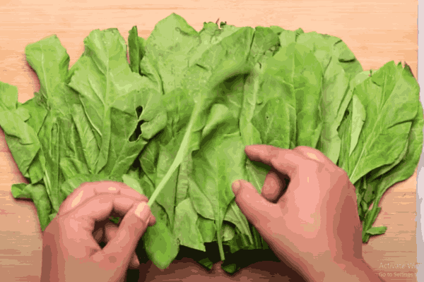 Fresh Spinach Leaves, an excellent low carb vegetables choice