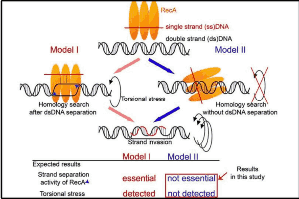 Comparative study on HR models: Unveiling the intricacies of Homologous Recombination in DNA repair.