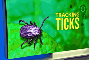 A close-up portrait of a TICK, highlighting the risks during TICK Season.