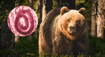 Harrowing Encounter : Undercooked Bear Meat Causes Brain Worms In A Family